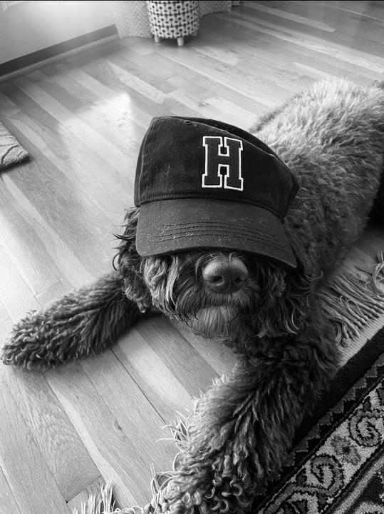 Dog in Harvard hat (black and white)