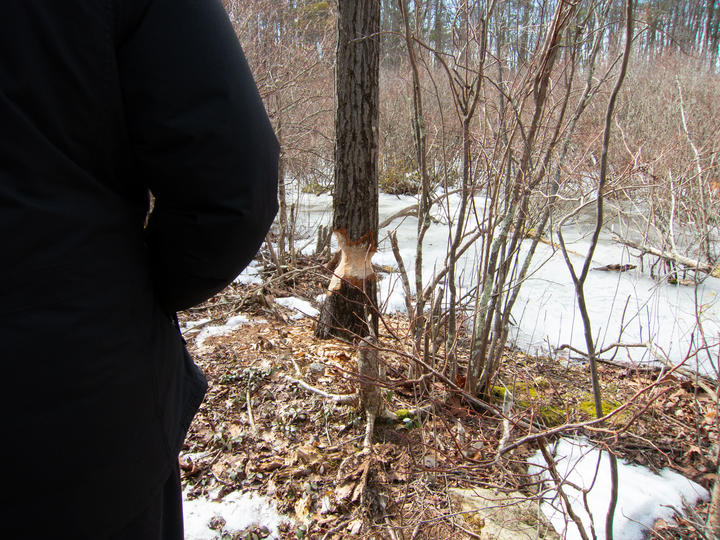 tree trunk eaten away by beaver
